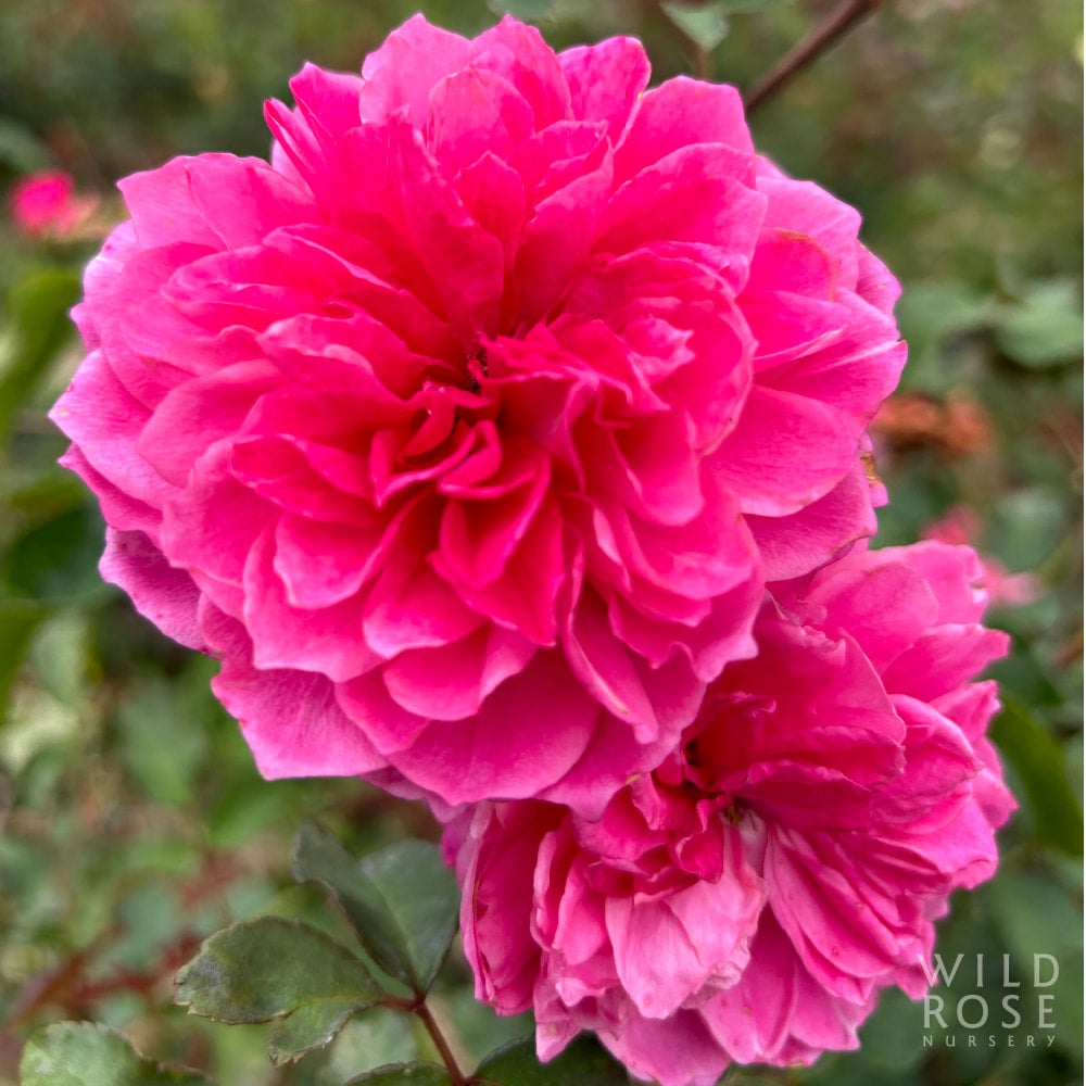ivor-s-rose-wild-rose-nursery