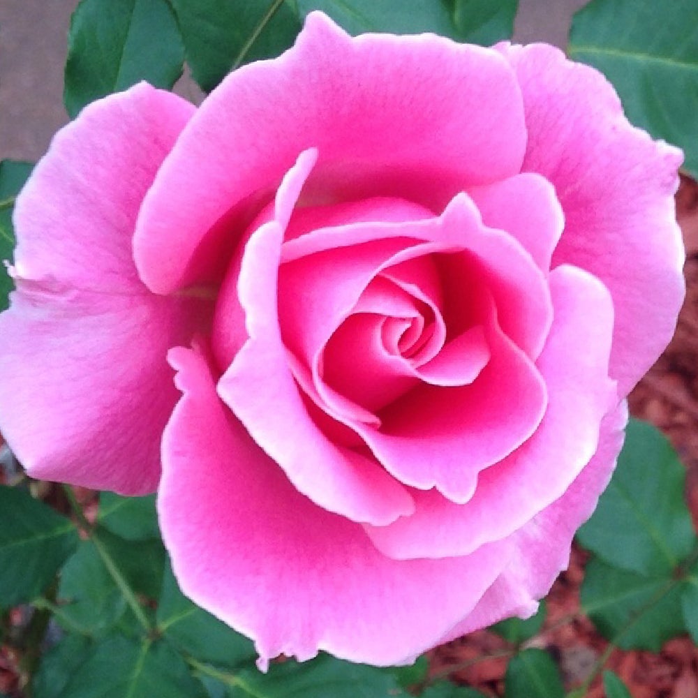 bewitched-wild-rose-nursery