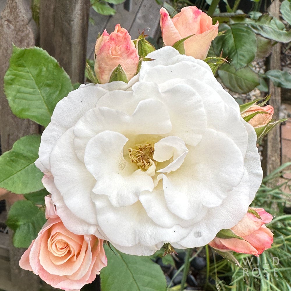 Bendigo Wild Rose Nursery
