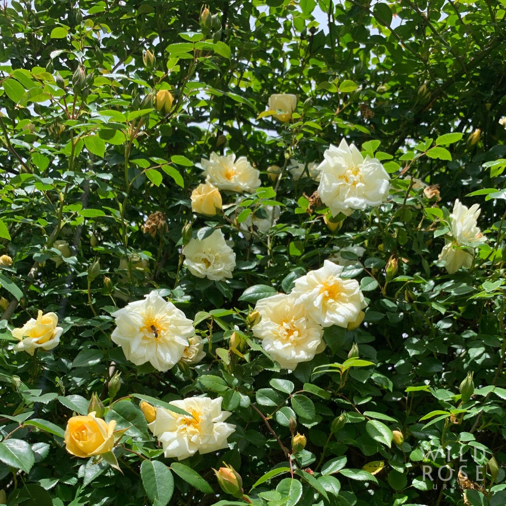 milkmaid-wild-rose-nursery