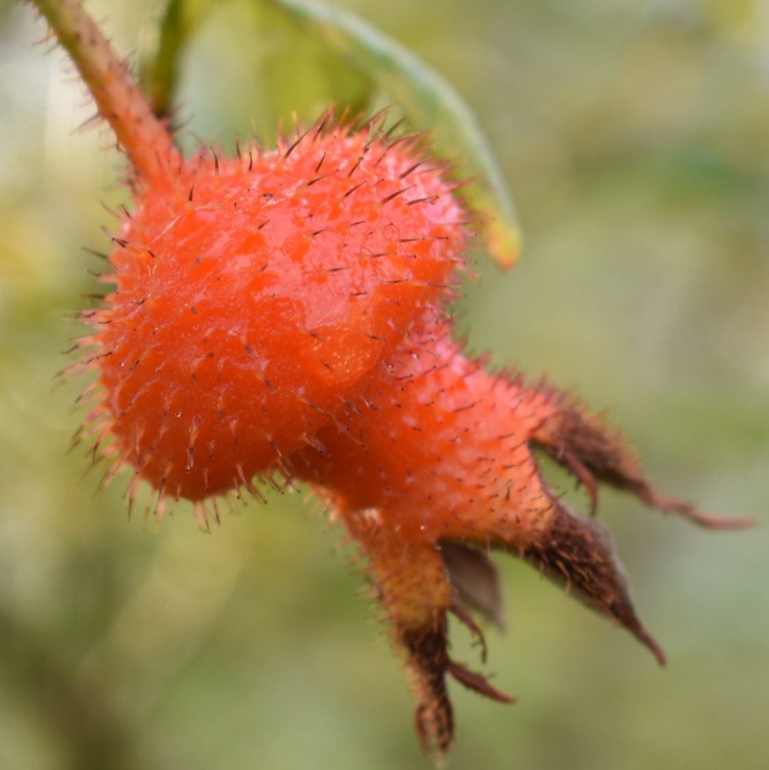 r-x-coryana-wild-rose-nursery