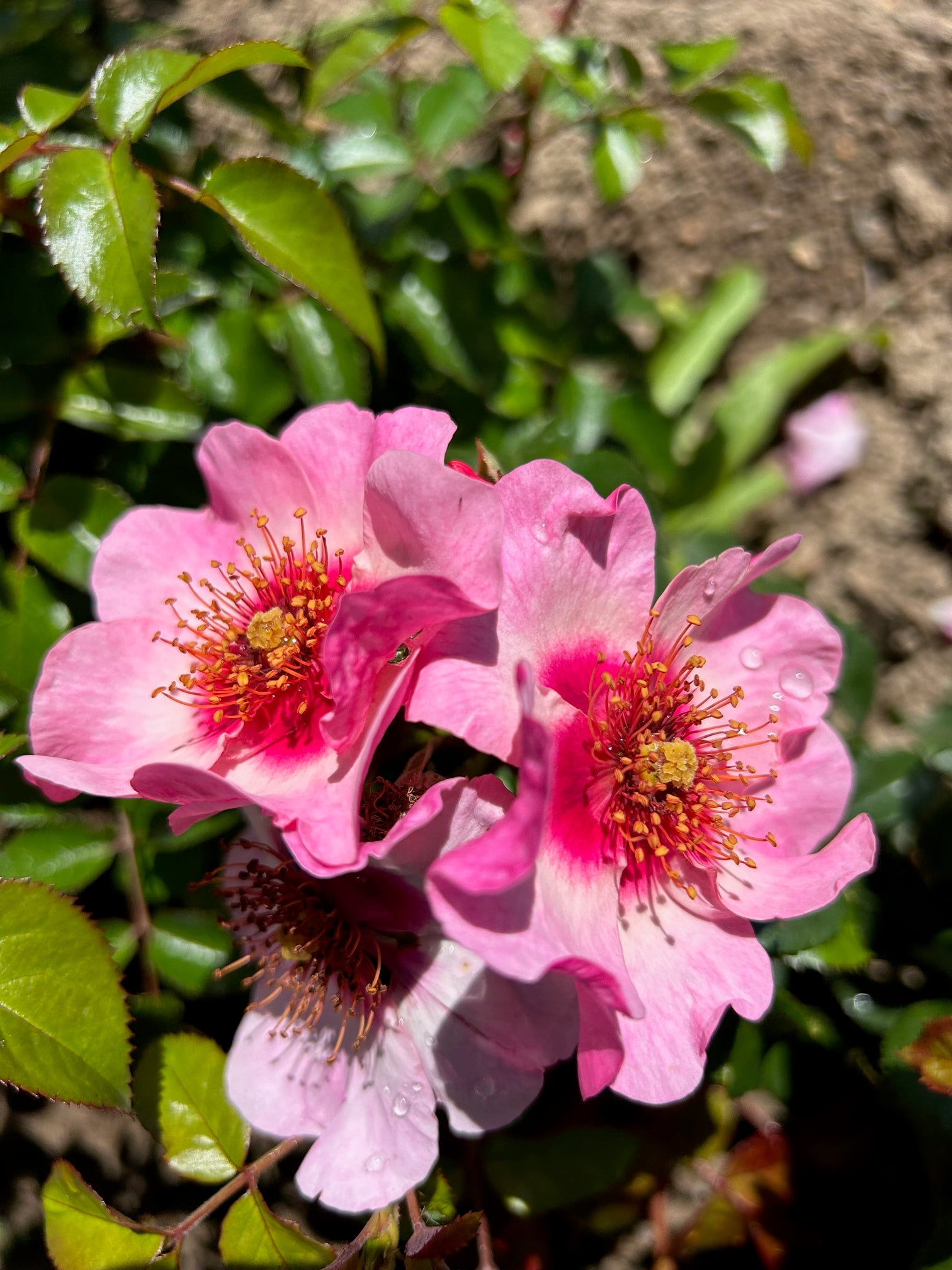 bright-as-a-button-wild-rose-nursery