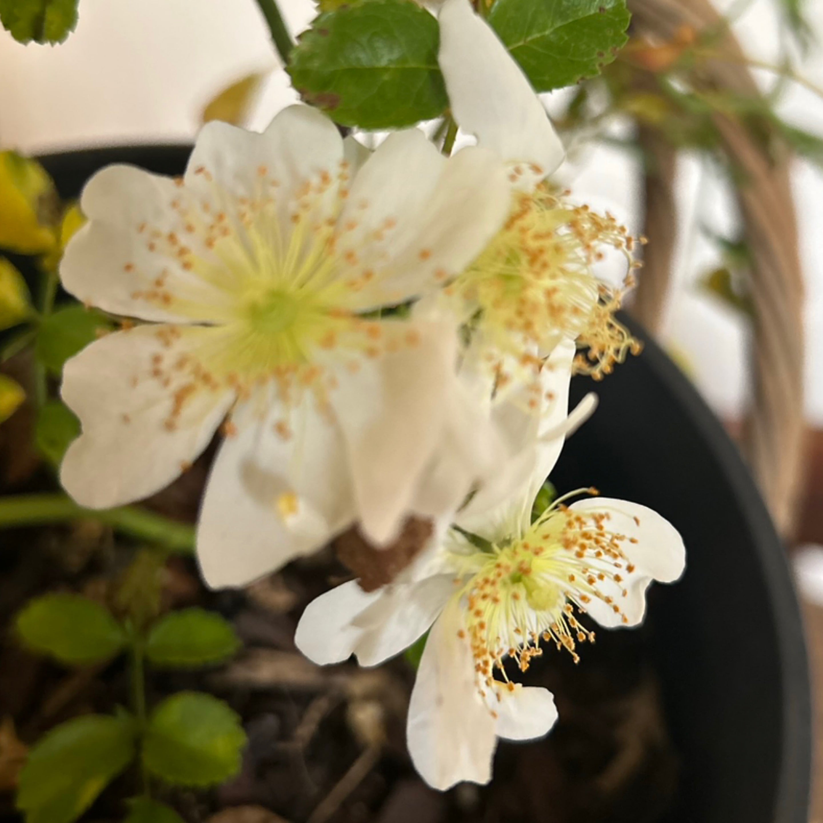 R. Wichurana | Wild Rose Nursery