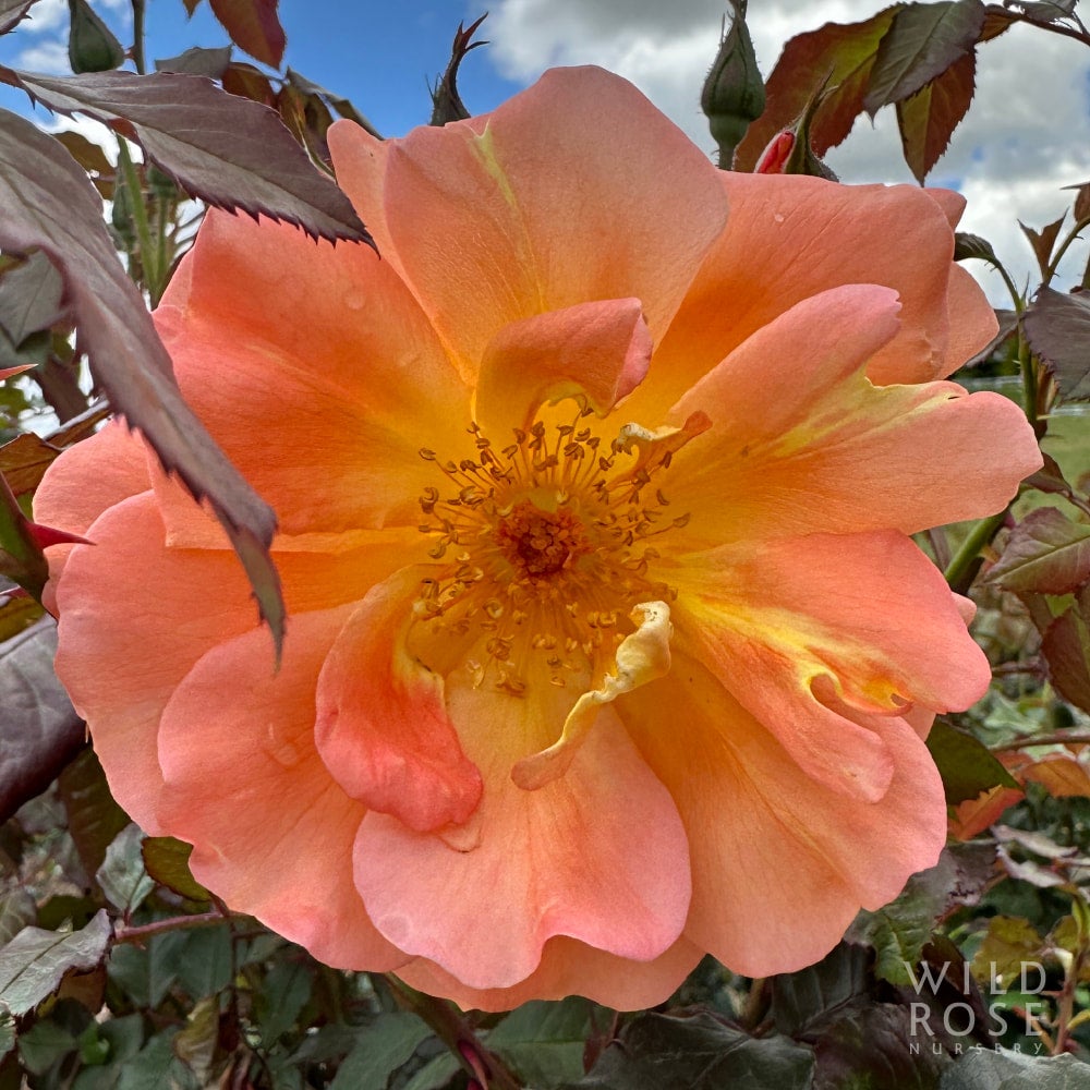 Westerland wild rose nursery