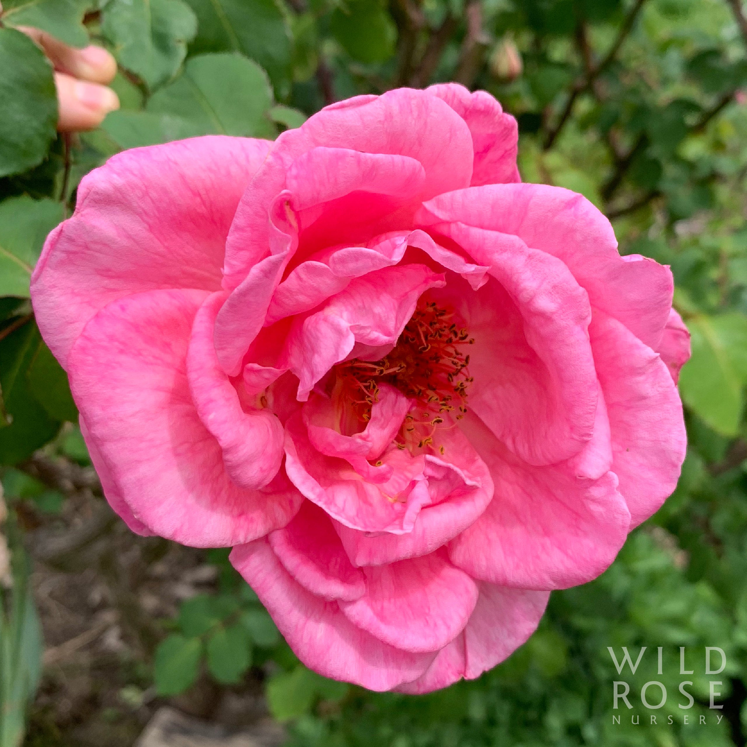 Lady Mann | Wild Rose Nursery