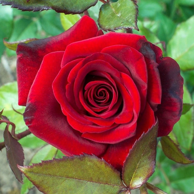 Crimson Glory, Cl | Wild Rose Nursery