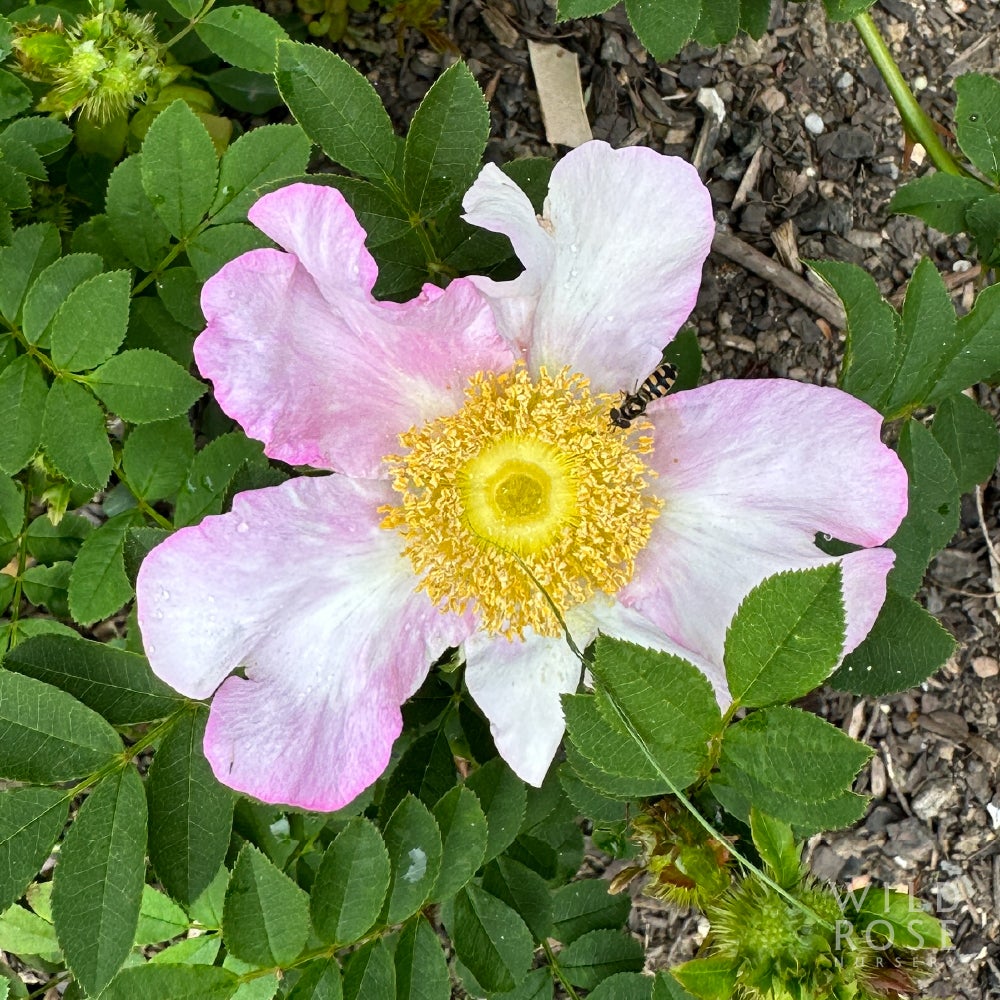 r-roxburghii-normalis-aka-single-chestnut-rose-wild-rose-nursery