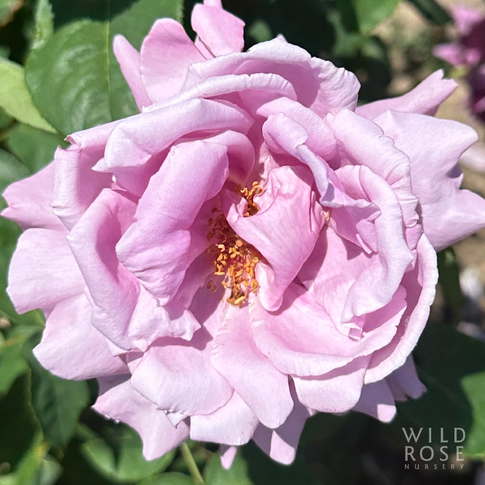 charles-de-gaulle-wild-rose-nursery