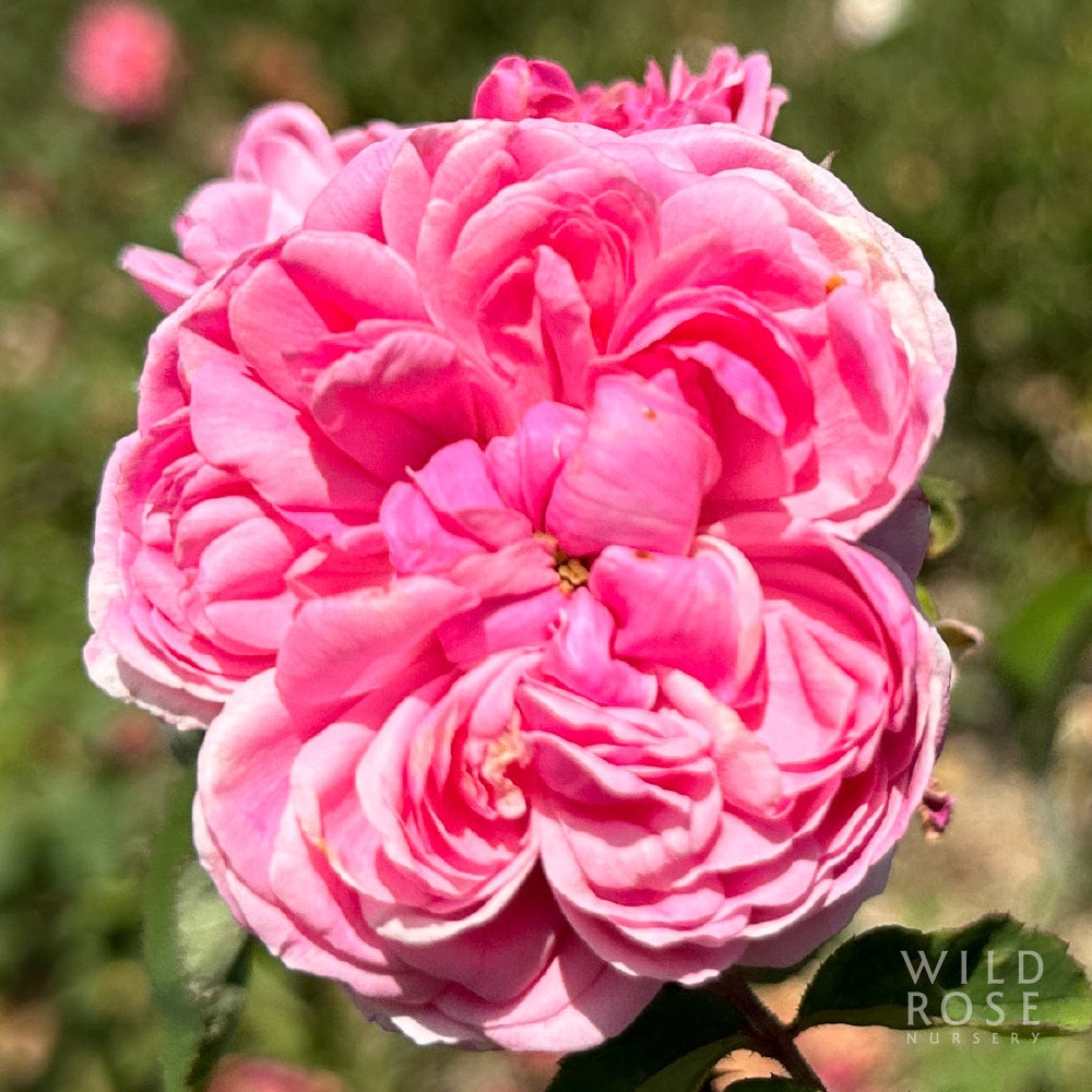 sidonie-wild-rose-nursery